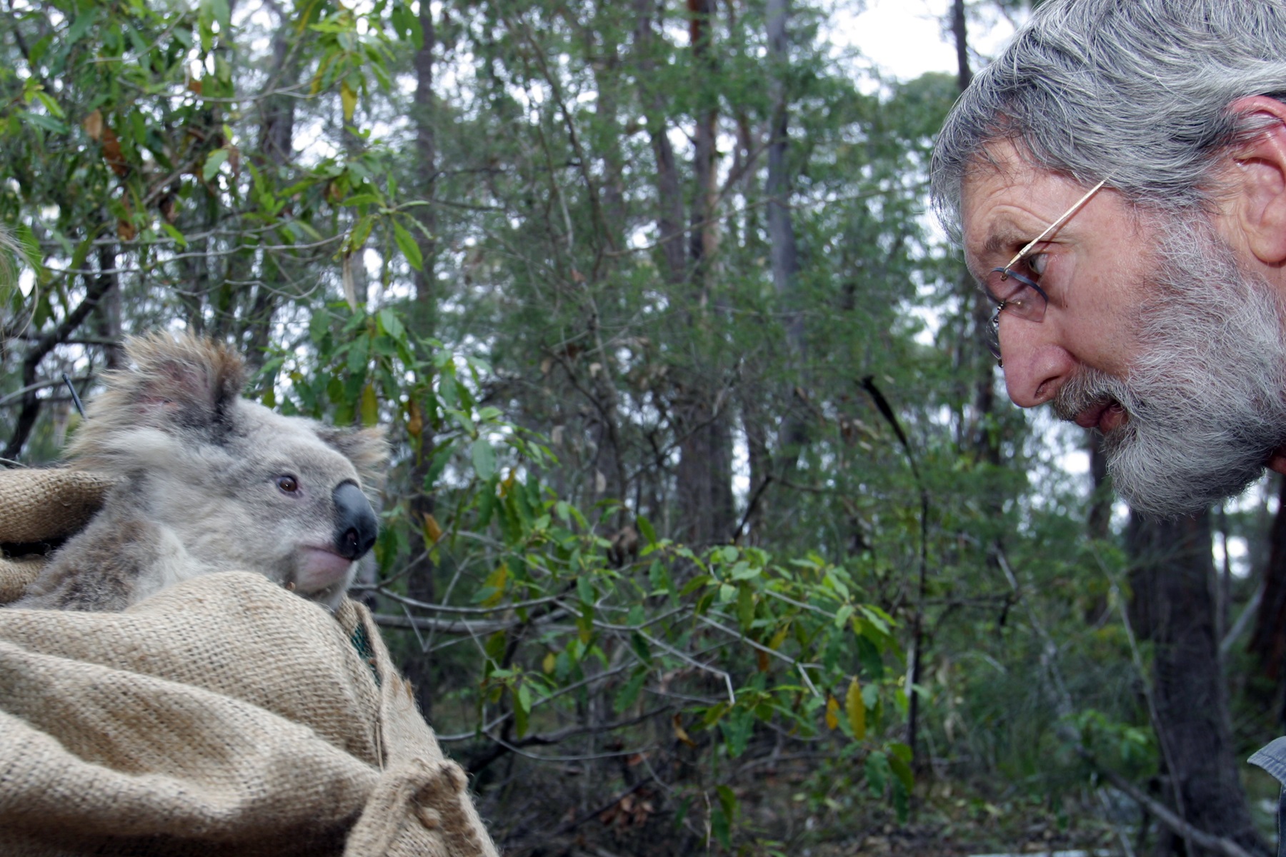 http://australianmammals.org.au/files/323_rob_close_koala_staredown.jpg