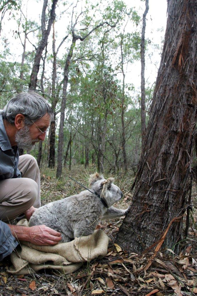 http://australianmammals.org.au/files/332_rob_close_releases_koala_reduced.jpg