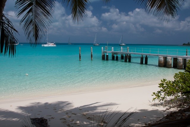 http://australianmammals.org.au/files/347_judy_dunlop_cocos_islands_rat_setting.jpg