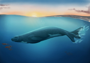 Eomonachus underwater Copyright TePapa Author Jaime Bran